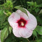 Hibiscus Moscheutos cv. Copper King - Valerie Hibiscus Moscheutos cv. Copper King - Valerie