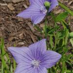Balloon Flower HS Balloon Flower HS