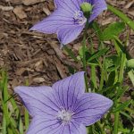 Balloon Flower HS Balloon Flower HS