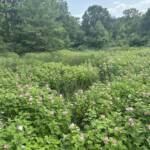 Marsh Mallows Marsh Mallows