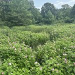 Marsh Mallows Marsh Mallows