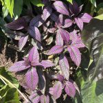 Persian Shield SandyB Persian Shield SandyB