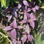 Persian Shield SandyB Persian Shield SandyB