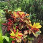 Croton Croton