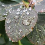 Raindrops on Smoke Bush Raindrops on Smoke Bush