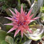 Aechmea Fasciata - gp Aechmea Fasciata - gp