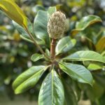 Magnolia Grandiflora Victoria - gp Magnolia Grandiflora Victoria - gp