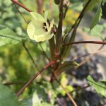 Okra Flower - gp Okra Flower - gp