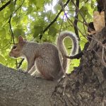 Squirrel - GP Squirrel - GP