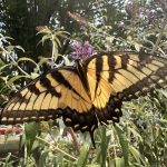 Swallowtail on Buddleia - GP Swallowtail on Buddleia - GP