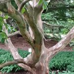 Stewartia Architecture - HE Stewartia Architecture - HE