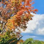 Acer Saccharum Bonfire Acer Saccharum Bonfire