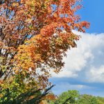 Acer Saccharum Bonfire Acer Saccharum Bonfire