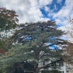 Blue Atlas Cedar Blue Atlas Cedar