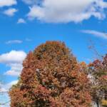 Red Oak Red Oak