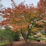 Cornus Kousa Cornus Kousa