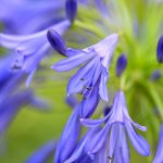 Agapanthus - Katharine Boyle Agapanthus - Katharine Boyle