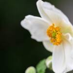 Anemone 2024 Sept 8_2 - Katharine Boyle Anemone 2024 Sept 8_2 - Katharine Boyle