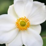 Anemone - Katharine Boyle Anemone - Katharine Boyle