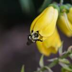 Bee 2024 Sept 8 - Katharine Boyle Bee 2024 Sept 8 - Katharine Boyle