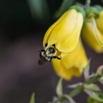 Bee 2024 Sept 8 - Katharine Boyle Bee 2024 Sept 8 - Katharine Boyle