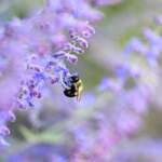 Bee 2024 Sept 1 - Katharine Boyle Bee 2024 Sept 1 - Katharine Boyle