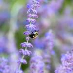 Bee 2024 Sept 2 - Katharine Boyle Bee 2024 Sept 2 - Katharine Boyle