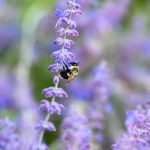 Bee 2024 Sept 2 - Katharine Boyle Bee 2024 Sept 2 - Katharine Boyle