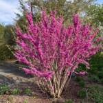 Cercis Chinensis cv. Don Egolf - js Cercis Chinensis cv. Don Egolf - js