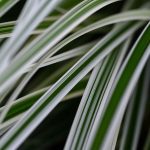 Greenery 2024 Sept 8_1 - Katharine Boyle Greenery 2024 Sept 8_1 - Katharine Boyle