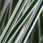 Greenery 2024 Sept 8_2 - Katharine Boyle Greenery 2024 Sept 8_2 - Katharine Boyle