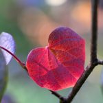 Heart 2024 Sept 8 - Katharine Boyle Heart 2024 Sept 8 - Katharine Boyle