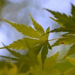 Japanese Maple 2024 Sept 8_1 - Katharine Boyle Japanese Maple 2024 Sept 8_1 - Katharine Boyle