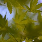 Japanese Maple 2024 Sept 8_2 - Katharine Boyle Japanese Maple 2024 Sept 8_2 - Katharine Boyle