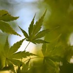 Japanese Maple 2024 Sept 8_3 - Katharine Boyle Japanese Maple 2024 Sept 8_3 - Katharine Boyle