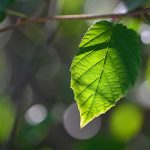 Leaf 2024 Sept 8 - Katharine Boyle Leaf 2024 Sept 8 - Katharine Boyle