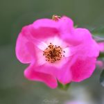 Rose 2024 Sept 8_1 - Katharine Boyle Rose 2024 Sept 8_1 - Katharine Boyle