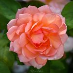 Rose - Katharine Boyle Rose - Katharine Boyle