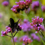 Beautiful Flowers by Elizabeth Brannin Beautiful Flowers by Elizabeth Brannin