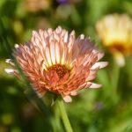 Beautiful Flowers by Elizabeth Brannin Beautiful Flowers by Elizabeth Brannin