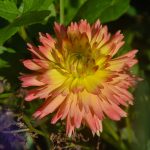 Beautiful Flowers by Elizabeth Brannin Beautiful Flowers by Elizabeth Brannin