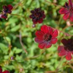 Beautiful Flowers by Elizabeth Brannin Beautiful Flowers by Elizabeth Brannin