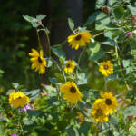 Beautiful Flowers by Elizabeth Brannin Beautiful Flowers by Elizabeth Brannin
