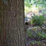 Beautiful Flowers by Elizabeth Brannin Beautiful Flowers by Elizabeth Brannin