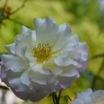 Beautiful Flowers by Elizabeth Brannin Beautiful Flowers by Elizabeth Brannin