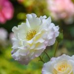 Beautiful Flowers by Elizabeth Brannin Beautiful Flowers by Elizabeth Brannin