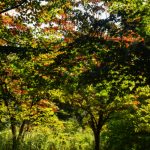 Beautiful Flowers by Elizabeth Brannin Beautiful Flowers by Elizabeth Brannin