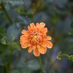 Beautiful Flowers by Elizabeth Brannin Beautiful Flowers by Elizabeth Brannin