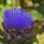 Beautiful Flowers by Elizabeth Brannin Beautiful Flowers by Elizabeth Brannin