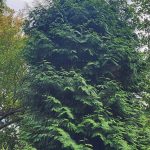 Green Giant Arborvitae Green Giant Arborvitae